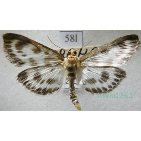 Anania hortulata (Linnaeus, 1758) Przezierka pokrzywianka Czech58l